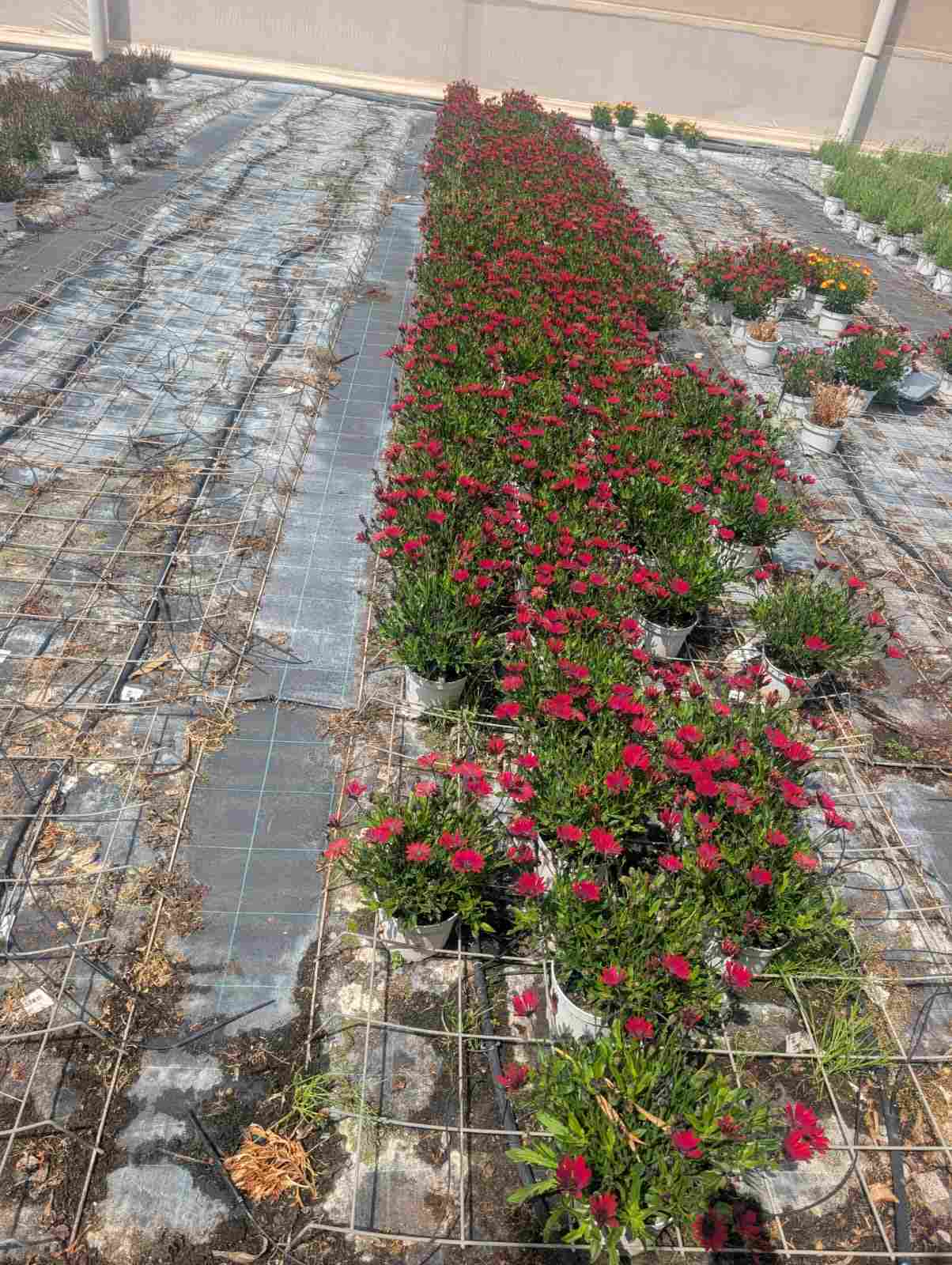 DIMORPHOTECA C 17 OFERTA